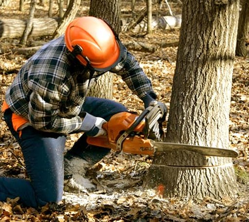 Tree Removal in Manquin, VA